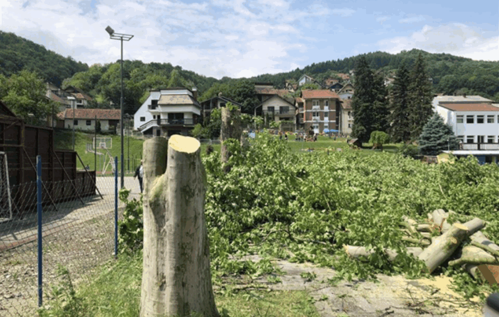 Isekli platane stare pola veka: Stabla uništena gotovo u trenutku